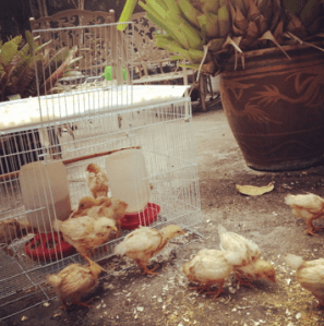 Screen Shot 2014-07-29 at 9.45.31 AM