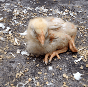 Screen Shot 2014-07-29 at 9.45.42 AM